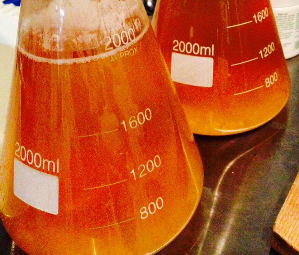 Vulcana Yeast Starter