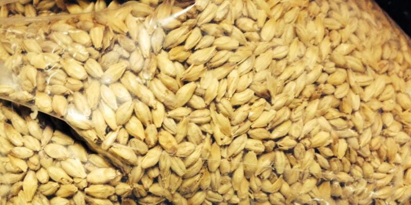 vulcana brewing company barley