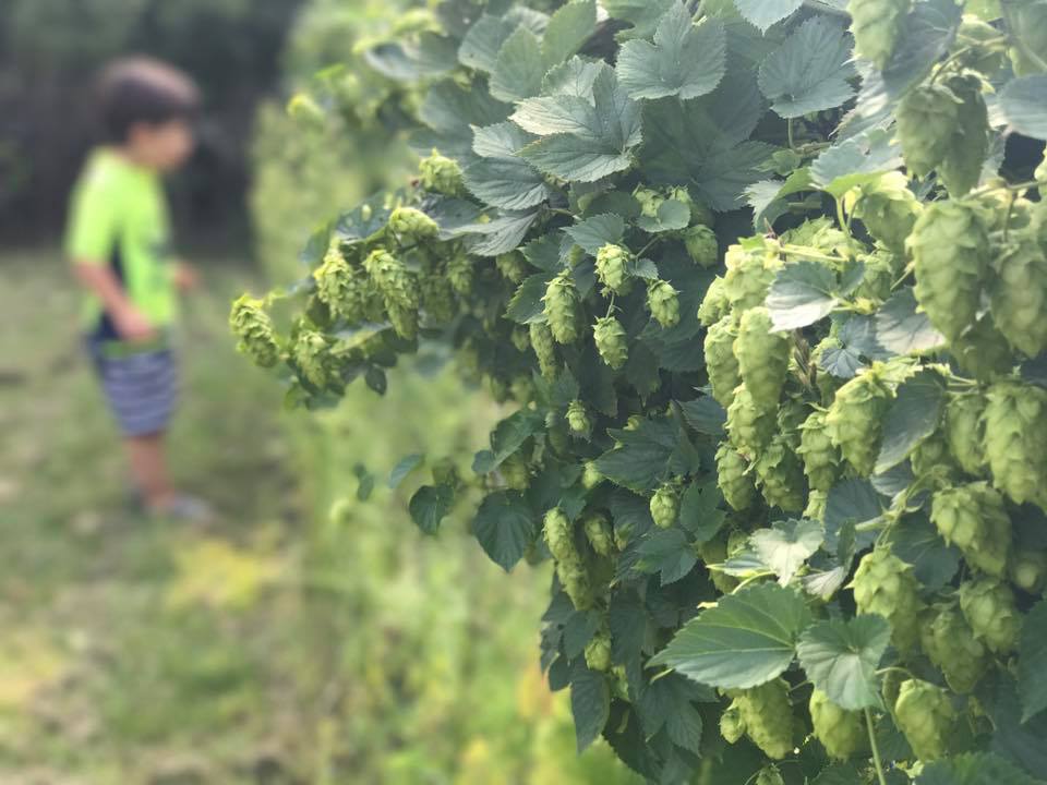 Young boy examining hops growing in a home garden in the United States, part of the early origins of Vulcana – Cerveja Açoreana.