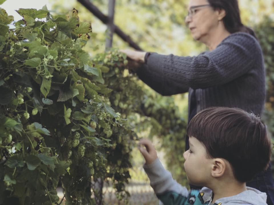 Sam Cabral’s mother and son harvesting hops grown in the family garden in the United States.